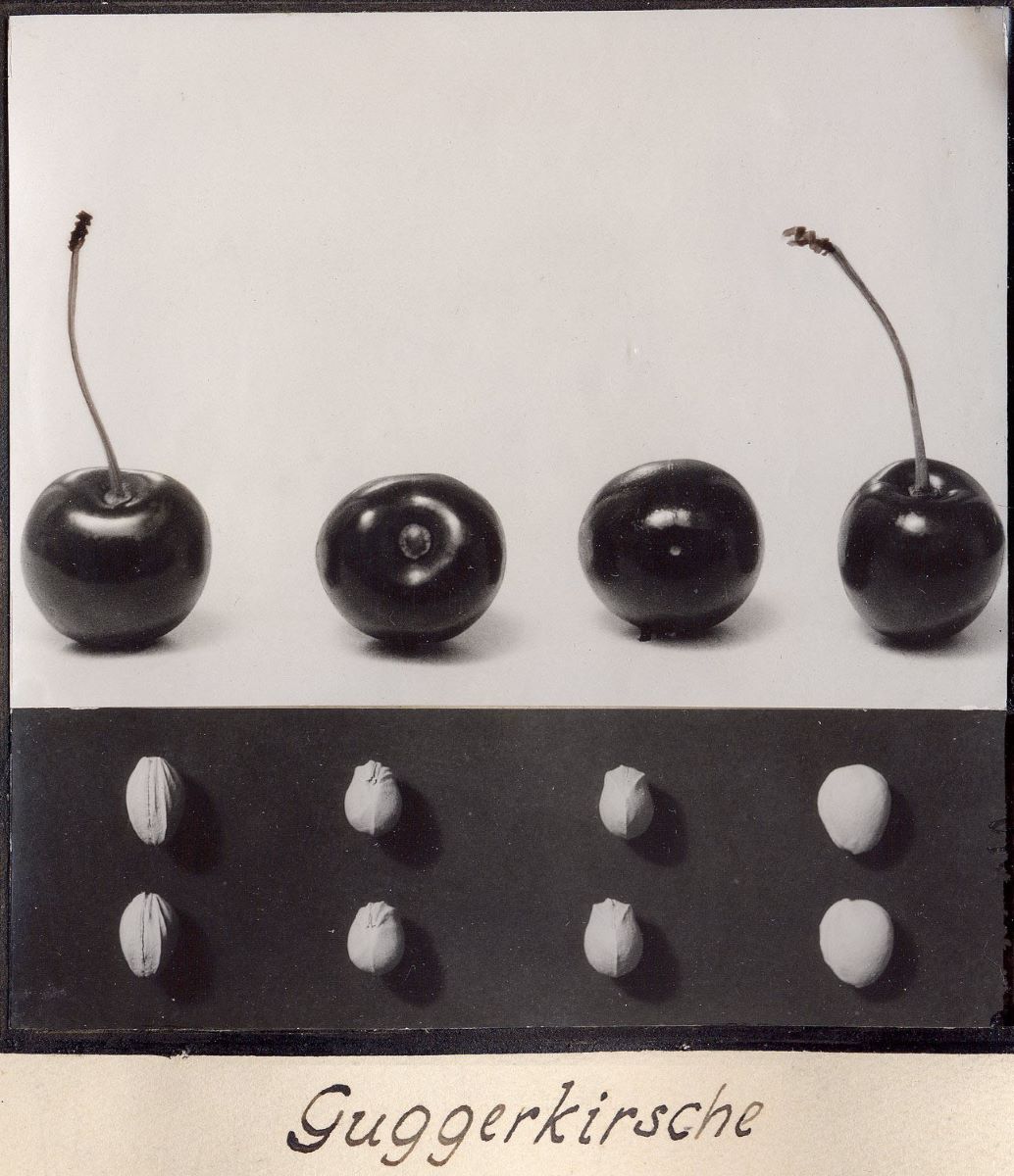 Guggerkirsche