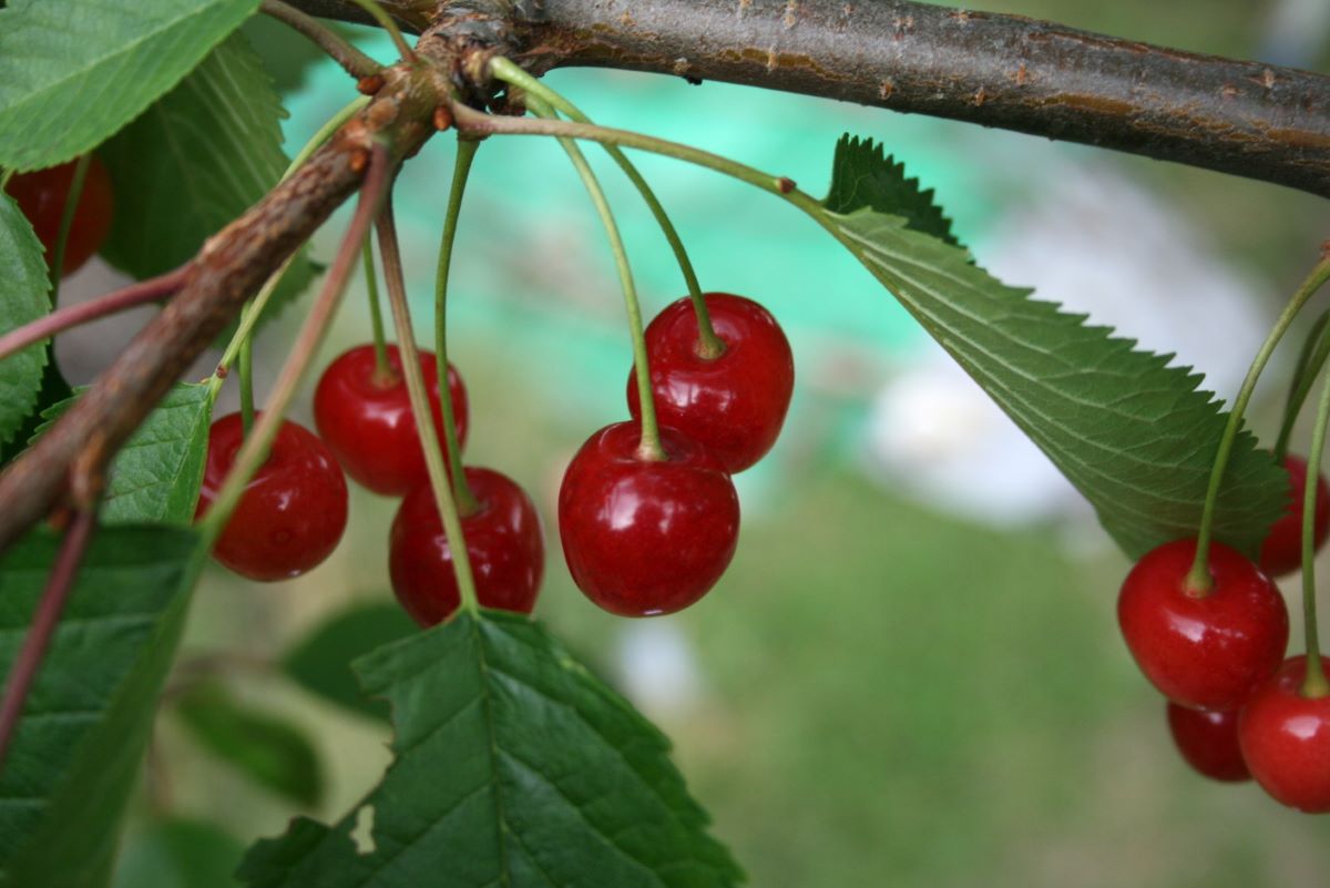 Hirseggkirsche Rot
