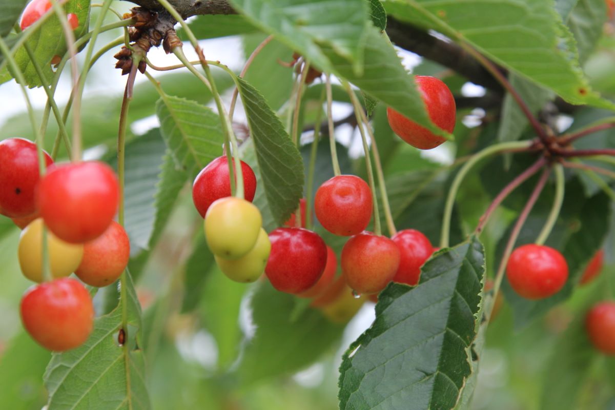 Hirseggkirsche Rot