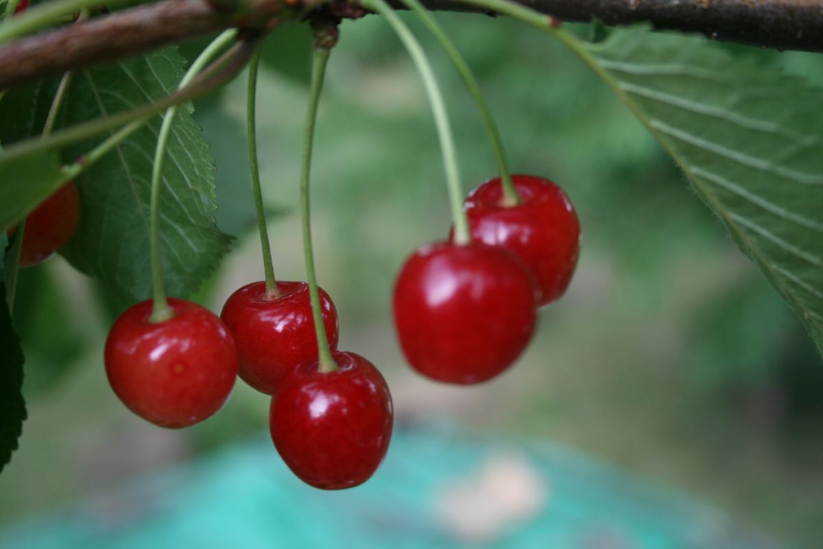 Hirseggkirsche Rot