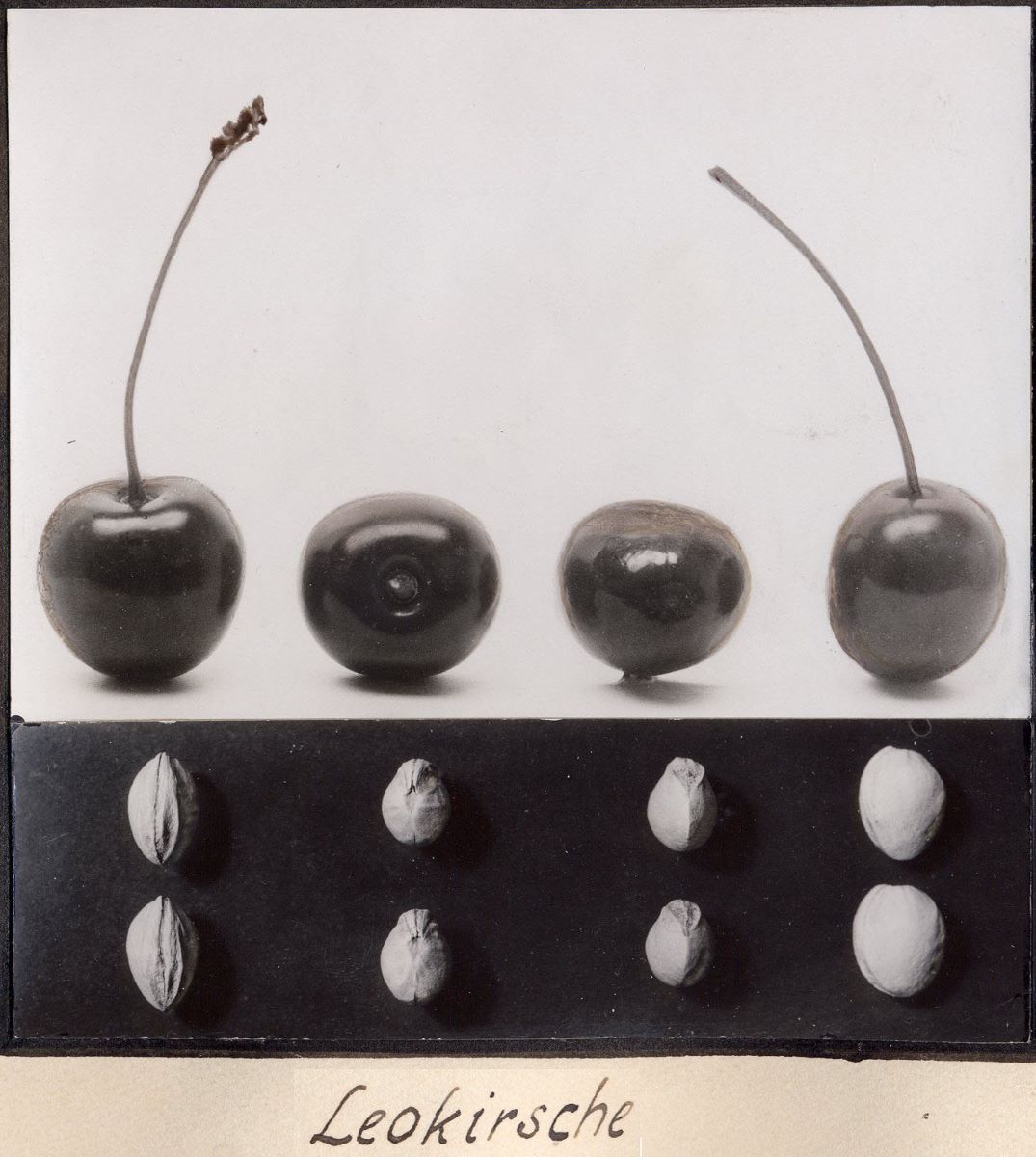 Leokirsche