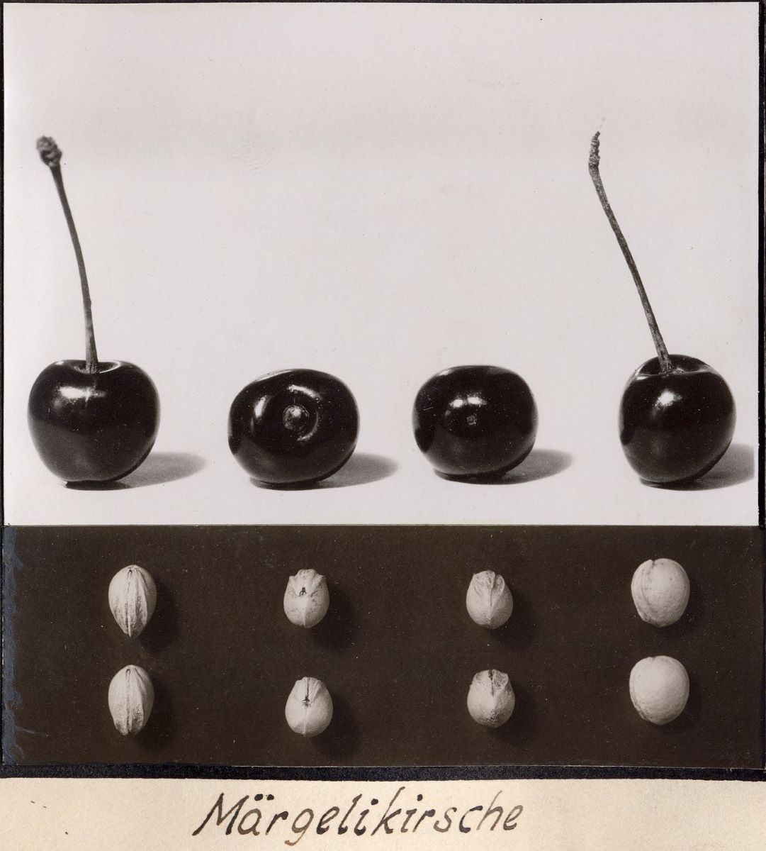 Märgelikirsche