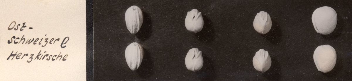 Ostschweizer Herzkirsche