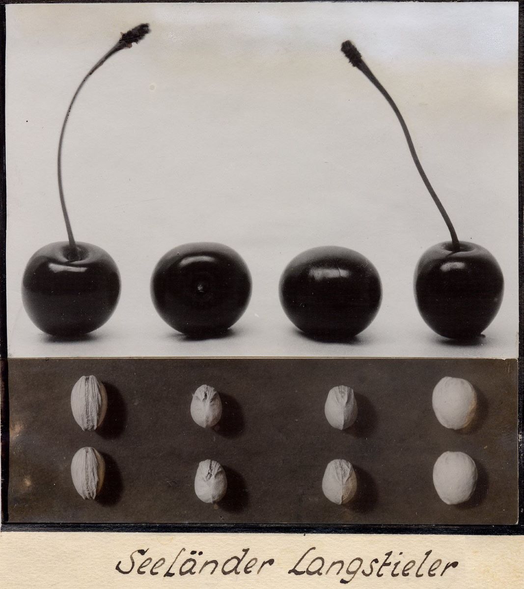 Seeländer Langstieler