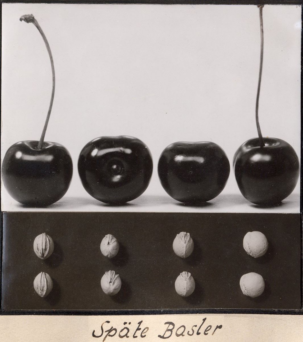 Späte Basler
