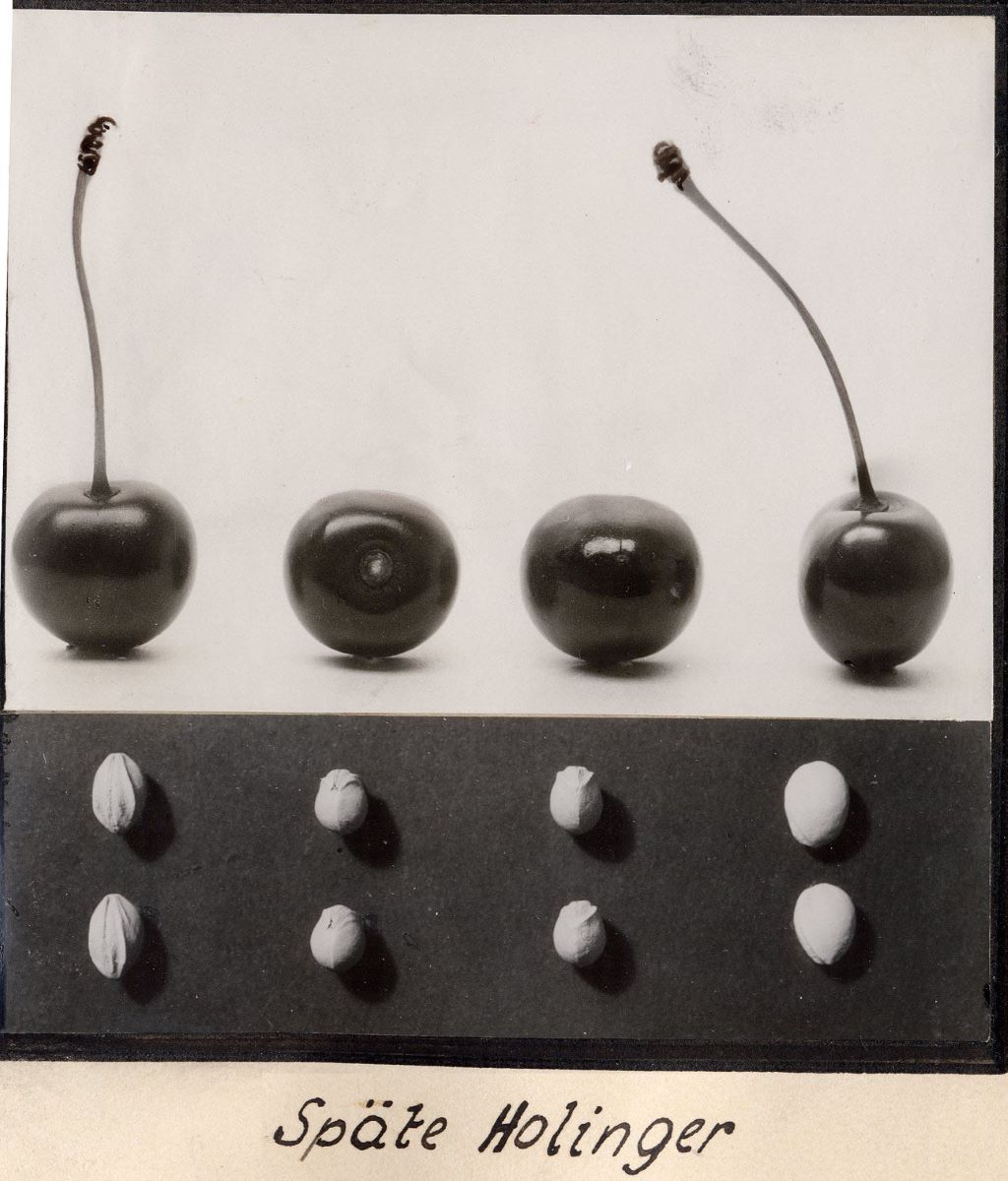Späte Holinger