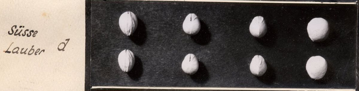 Süsse Lauber