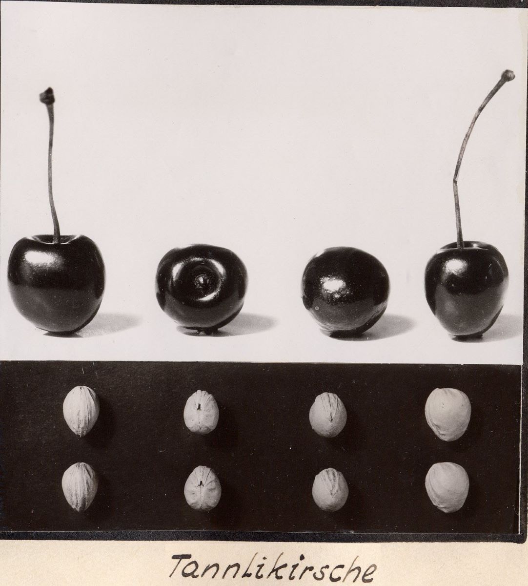 Tannlikirsche