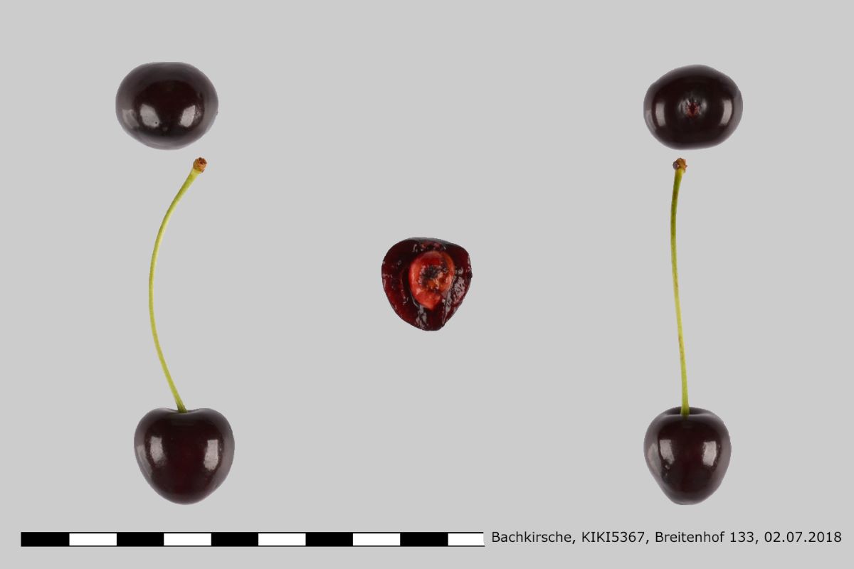 Bachkirsche