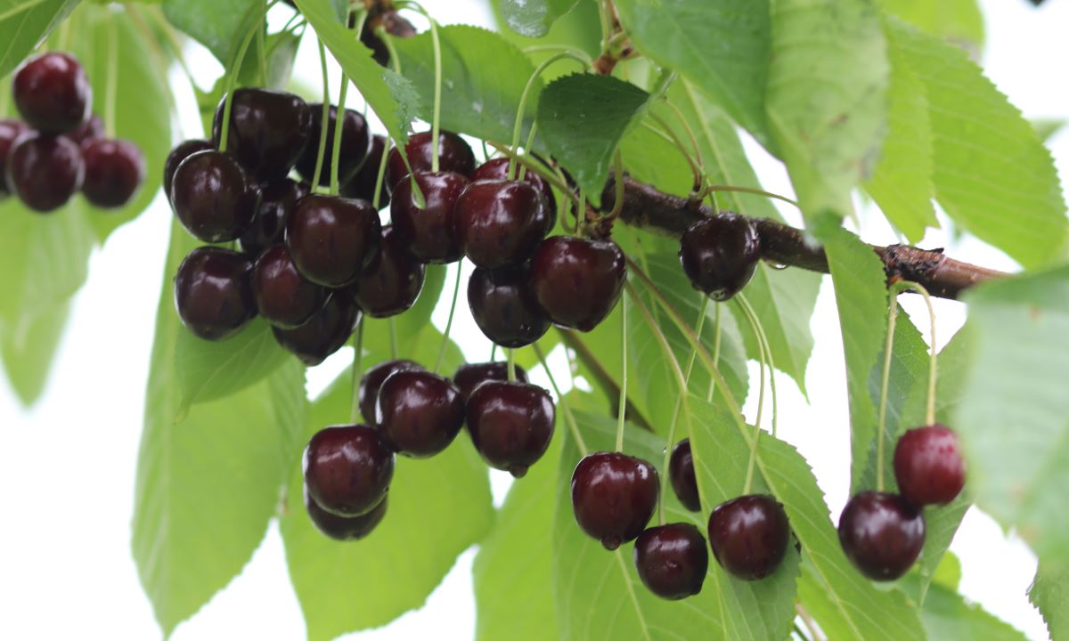 Deutsche Rieskirsche