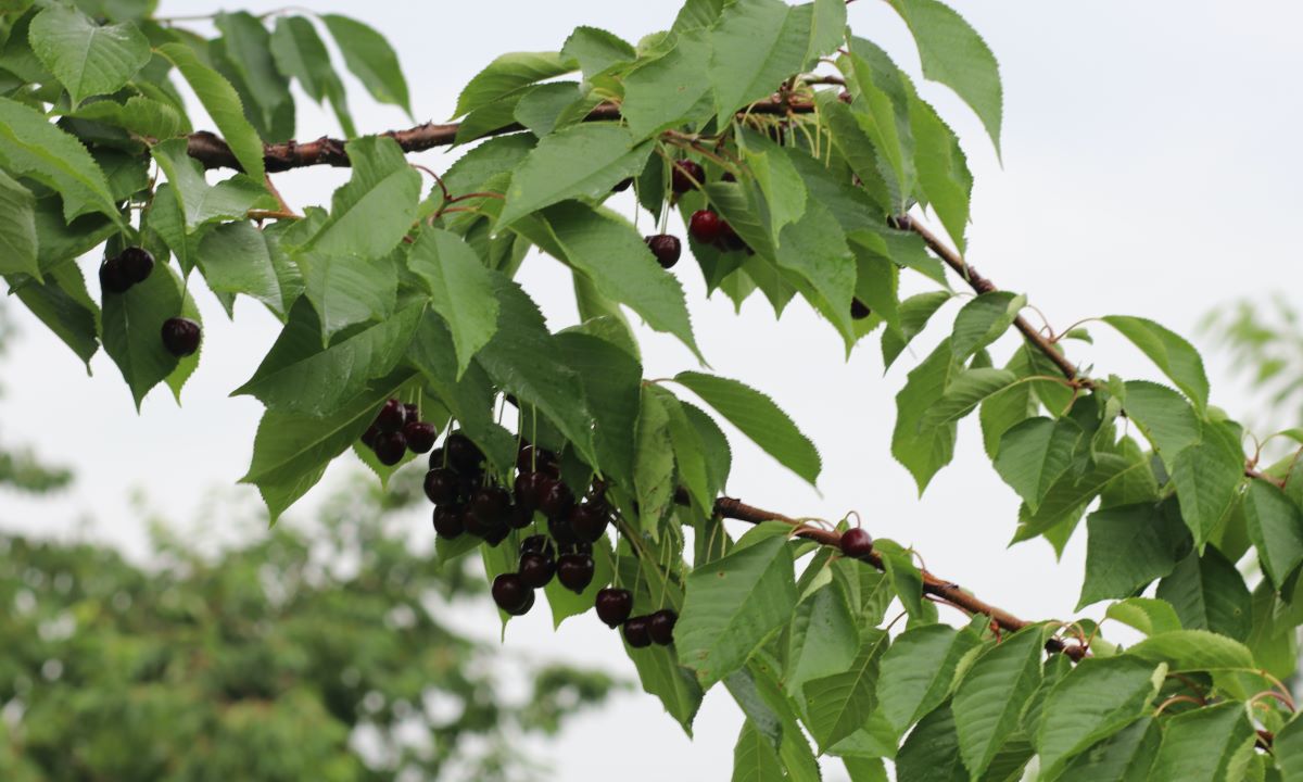 Deutsche Rieskirsche