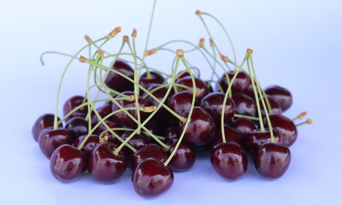 Deutsche Rieskirsche