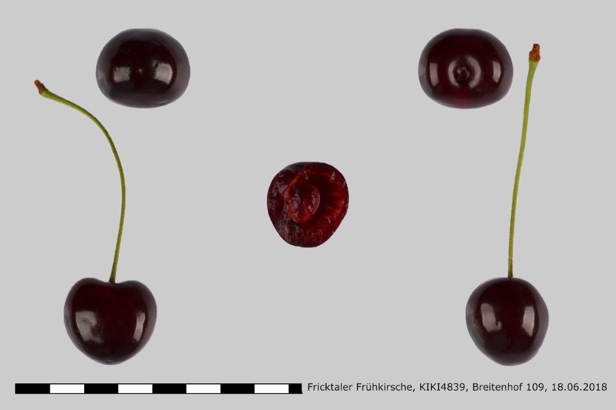 Fricktaler Frühkirsche