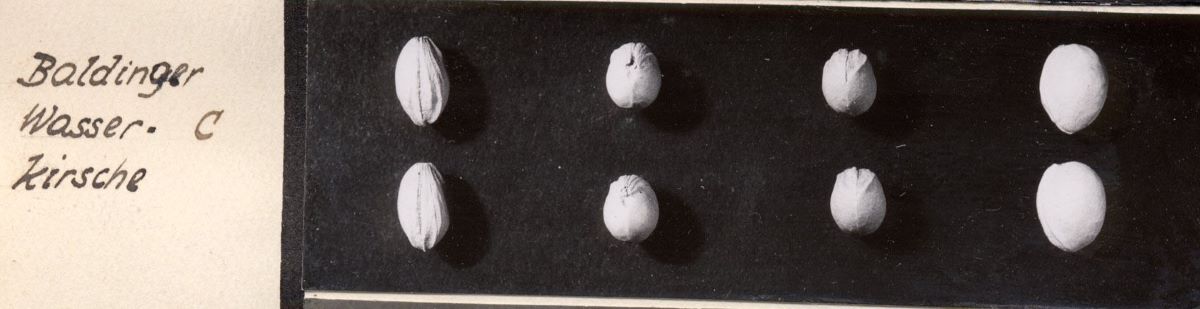 Baldinger Wasserkirsche