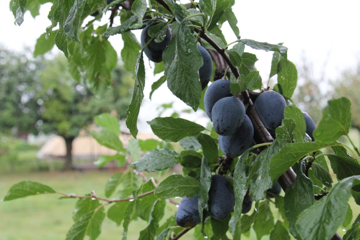 Bärtschis Frühzwetschge