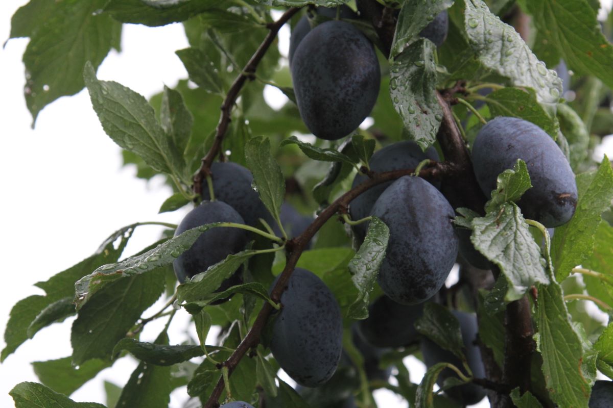 Bärtschis Frühzwetschge