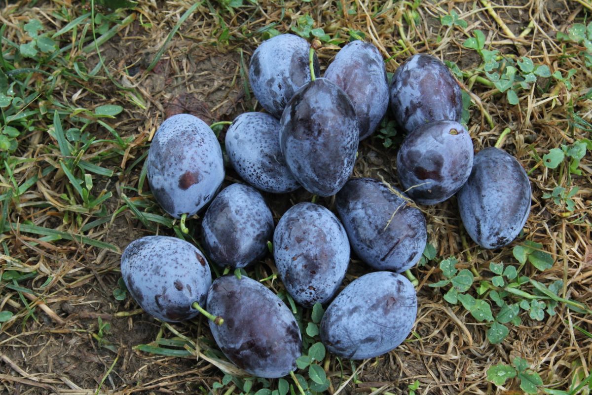 Bärtschis Frühzwetschge