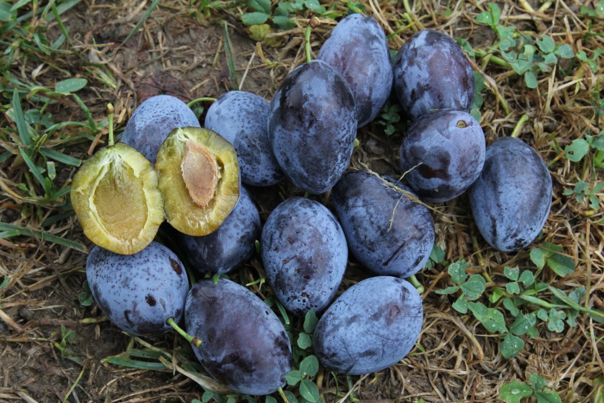 Bärtschis Frühzwetschge