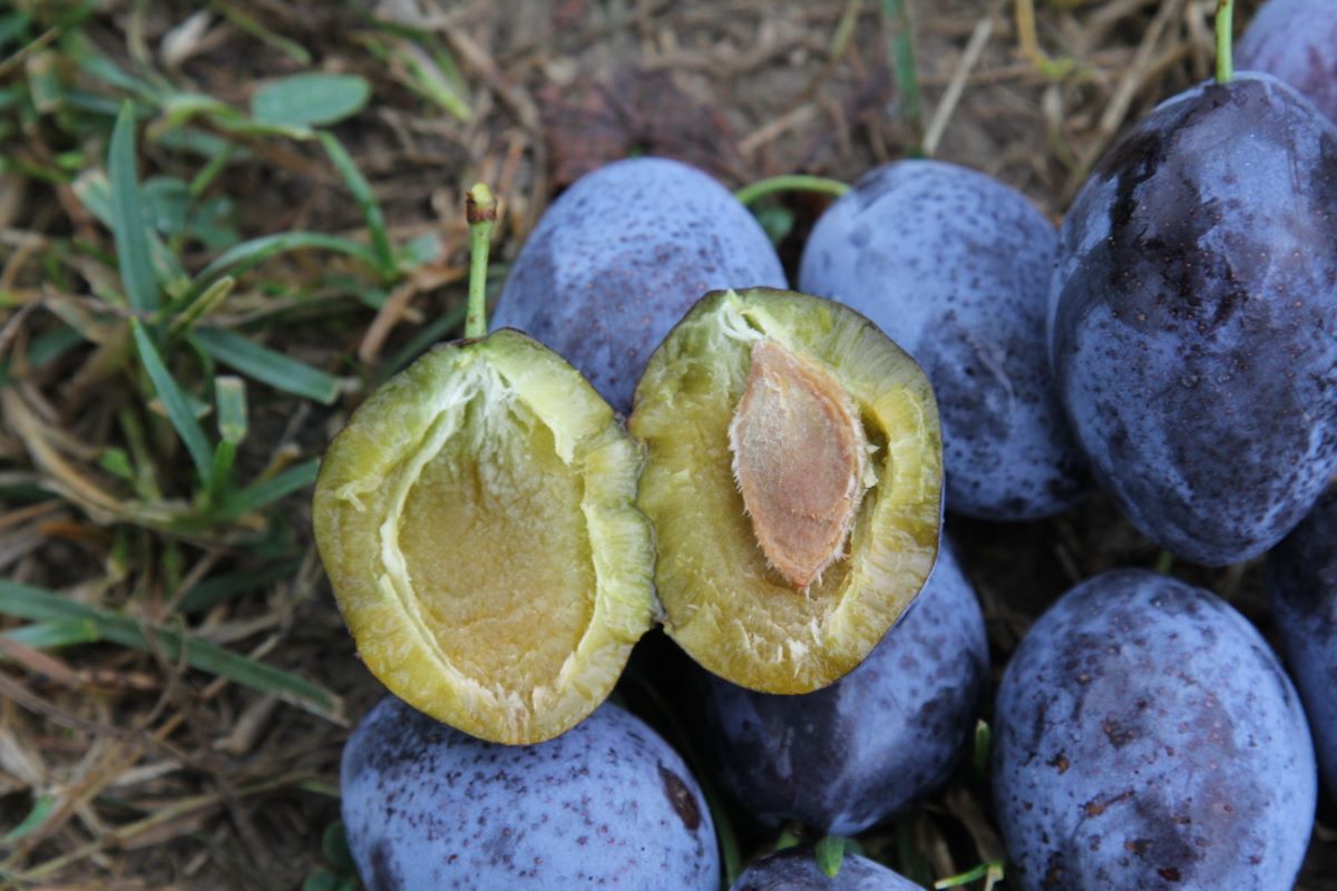 Bärtschis Frühzwetschge