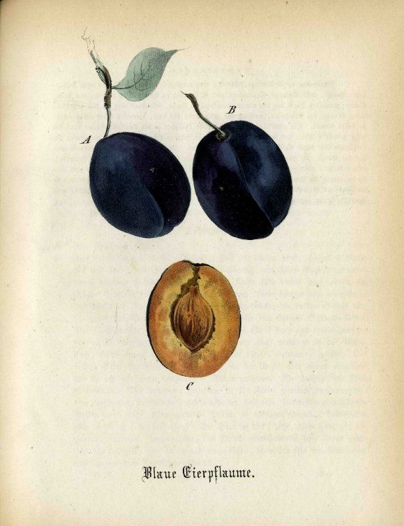 Blaue Eierpflaume