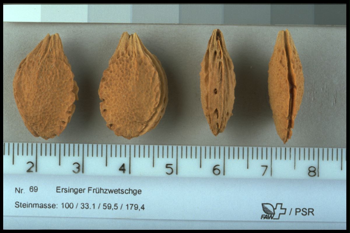 Ersinger Frühzwetschge