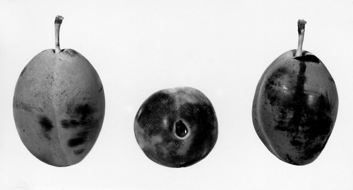 Ersinger Frühzwetschge