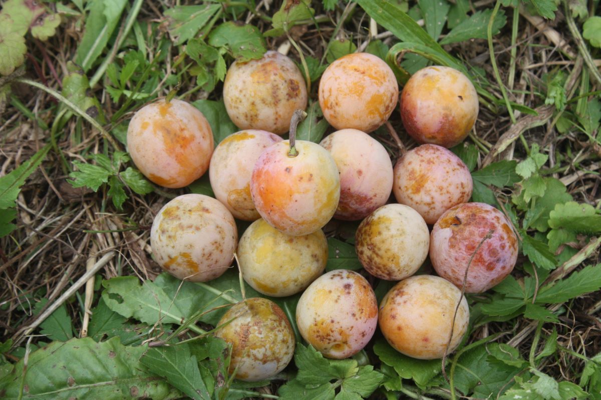 Mirabelle von Flotow