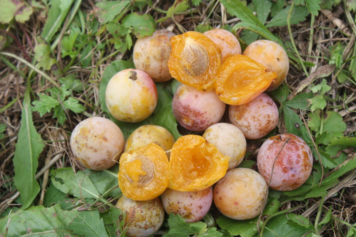 Mirabelle von Flotow