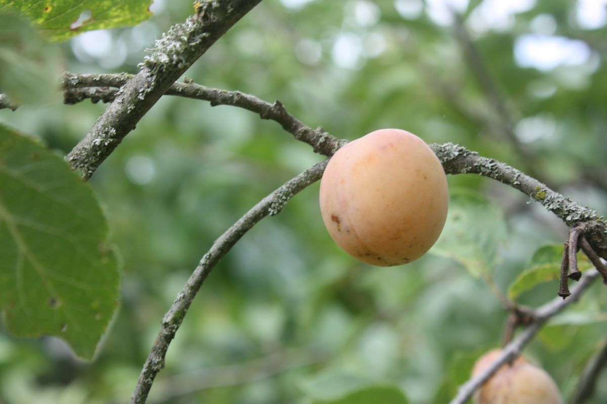 Mirabelle von Flotow