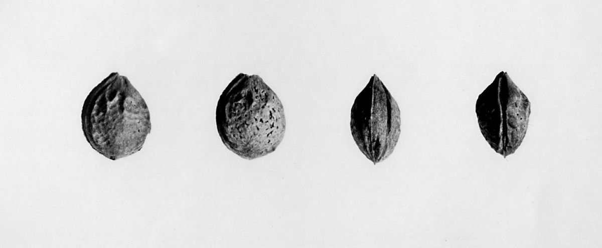 Mirabelle von Flotow