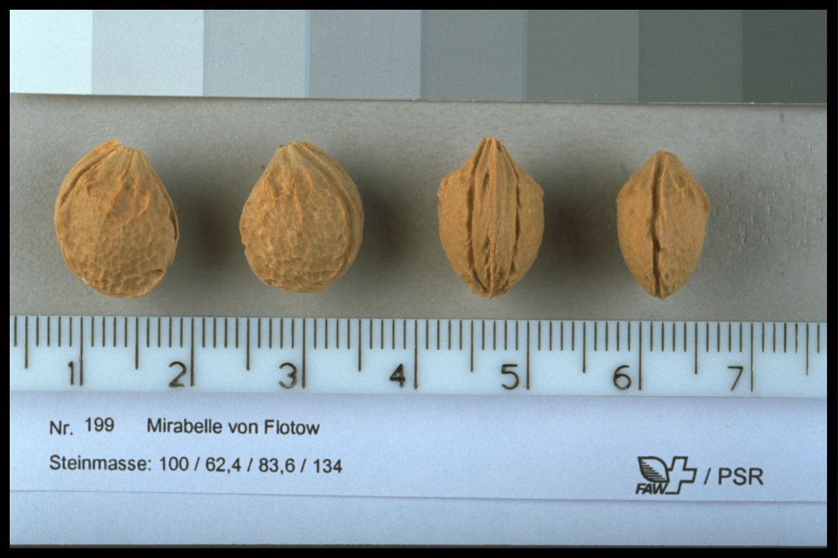 Mirabelle von Flotow