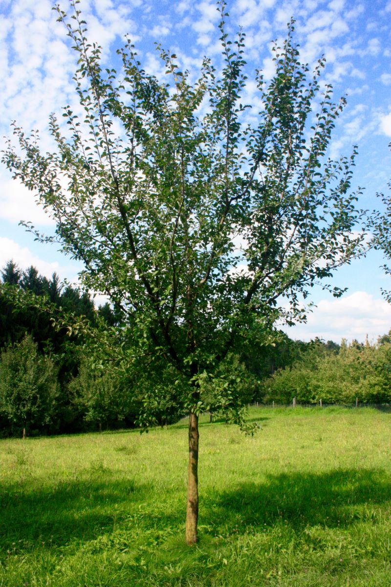 Mirabelle von Flotow