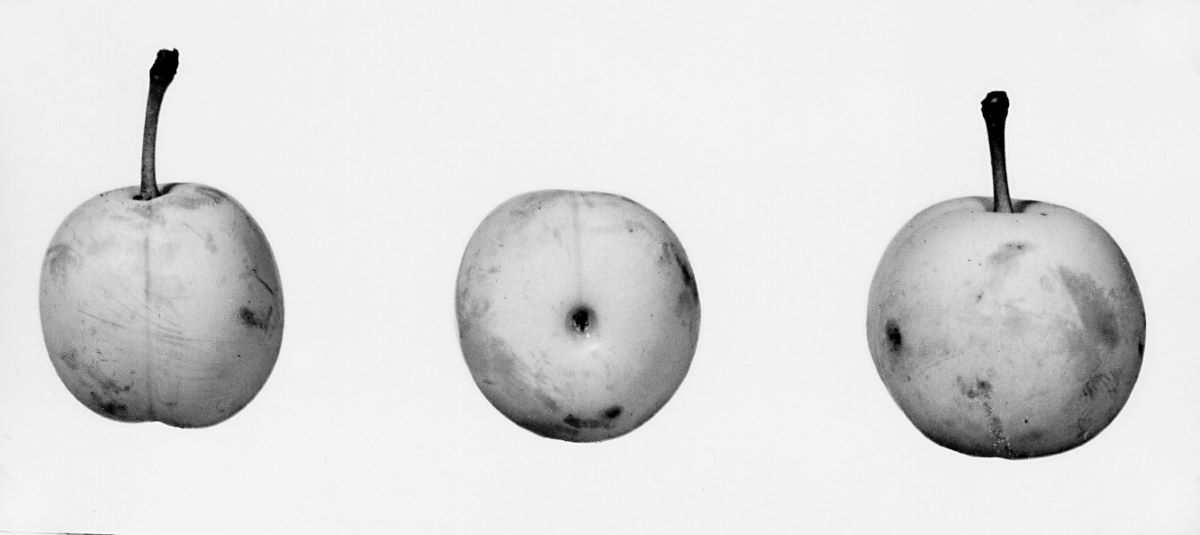 Mirabelle von Flotow