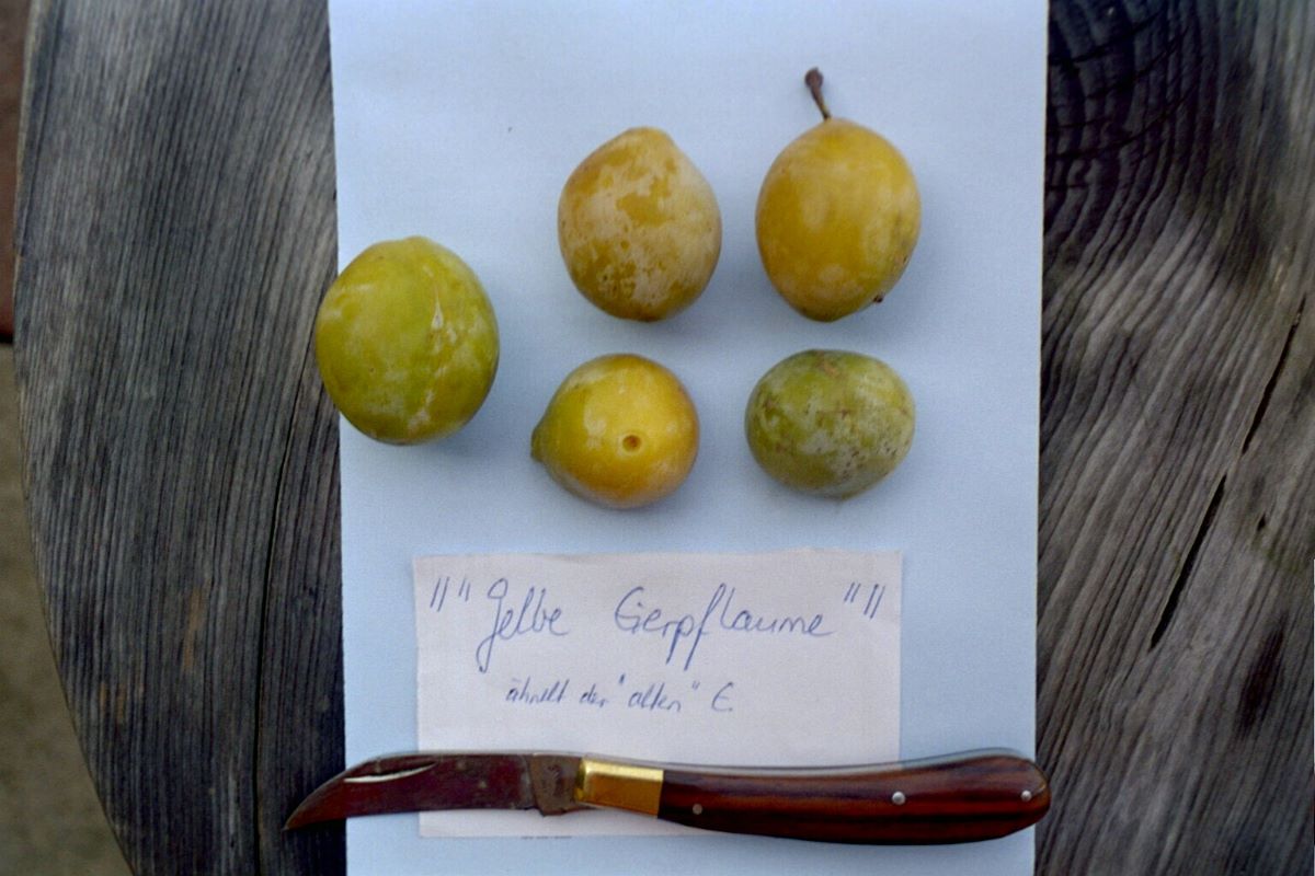 Gelbe Eierpflaume