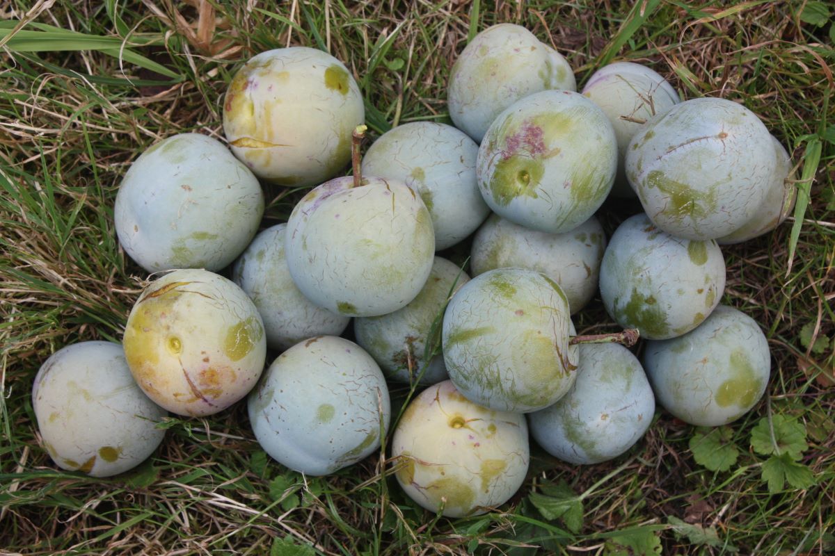 Prugno Reine Claude Verde - Alberello Da Frutto Radice Nuda