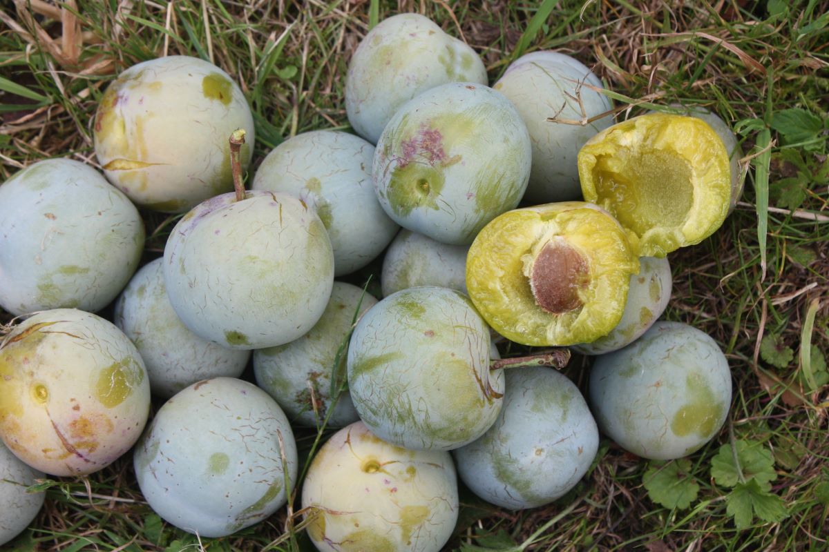 Regina Claudia Verde