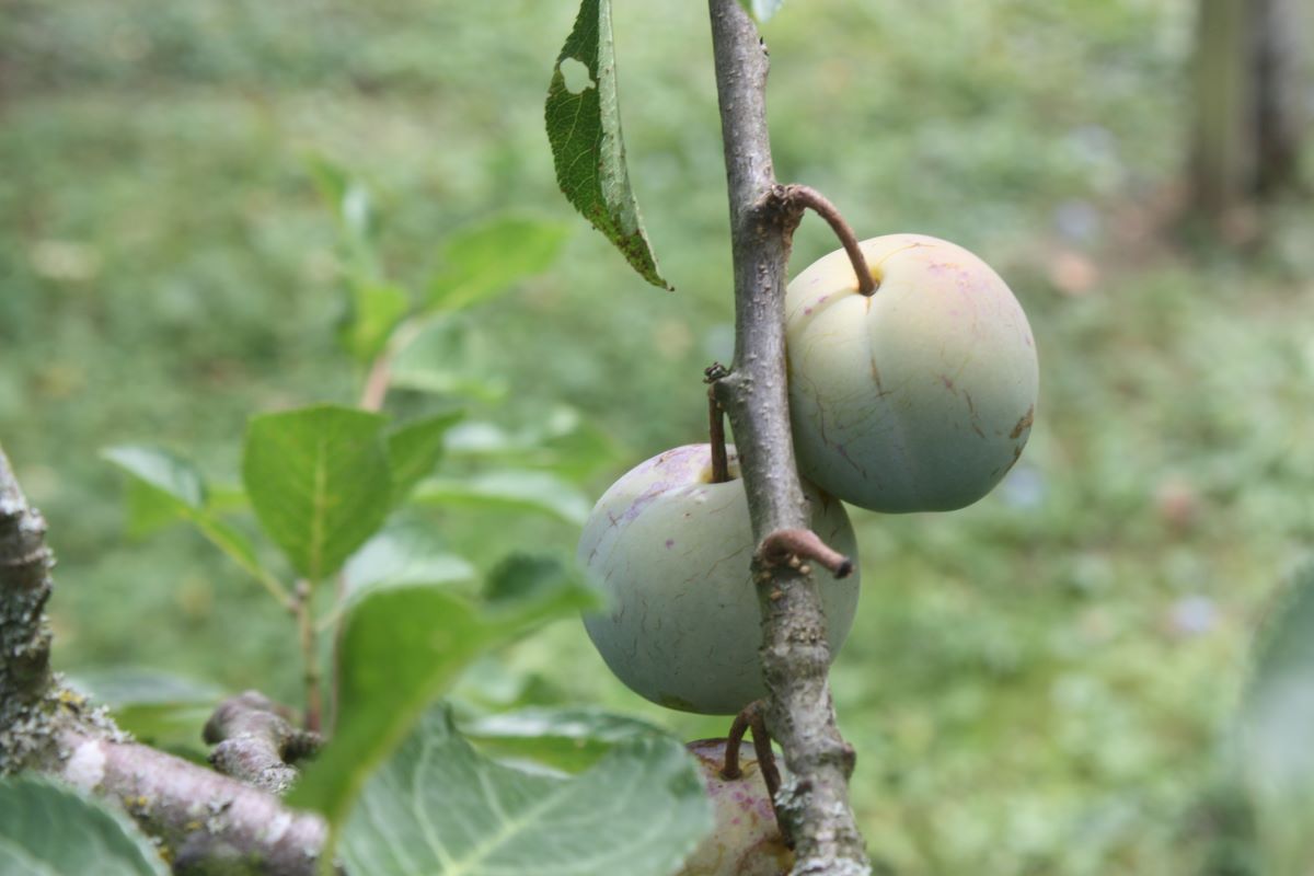 Regina Claudia Verde
