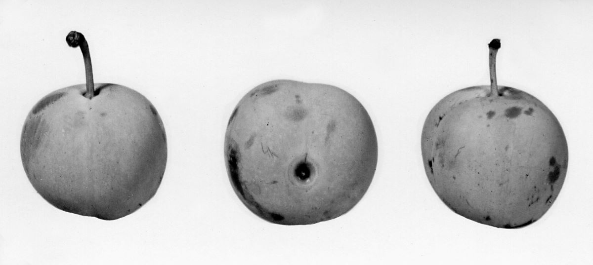 Regina Claudia Verde