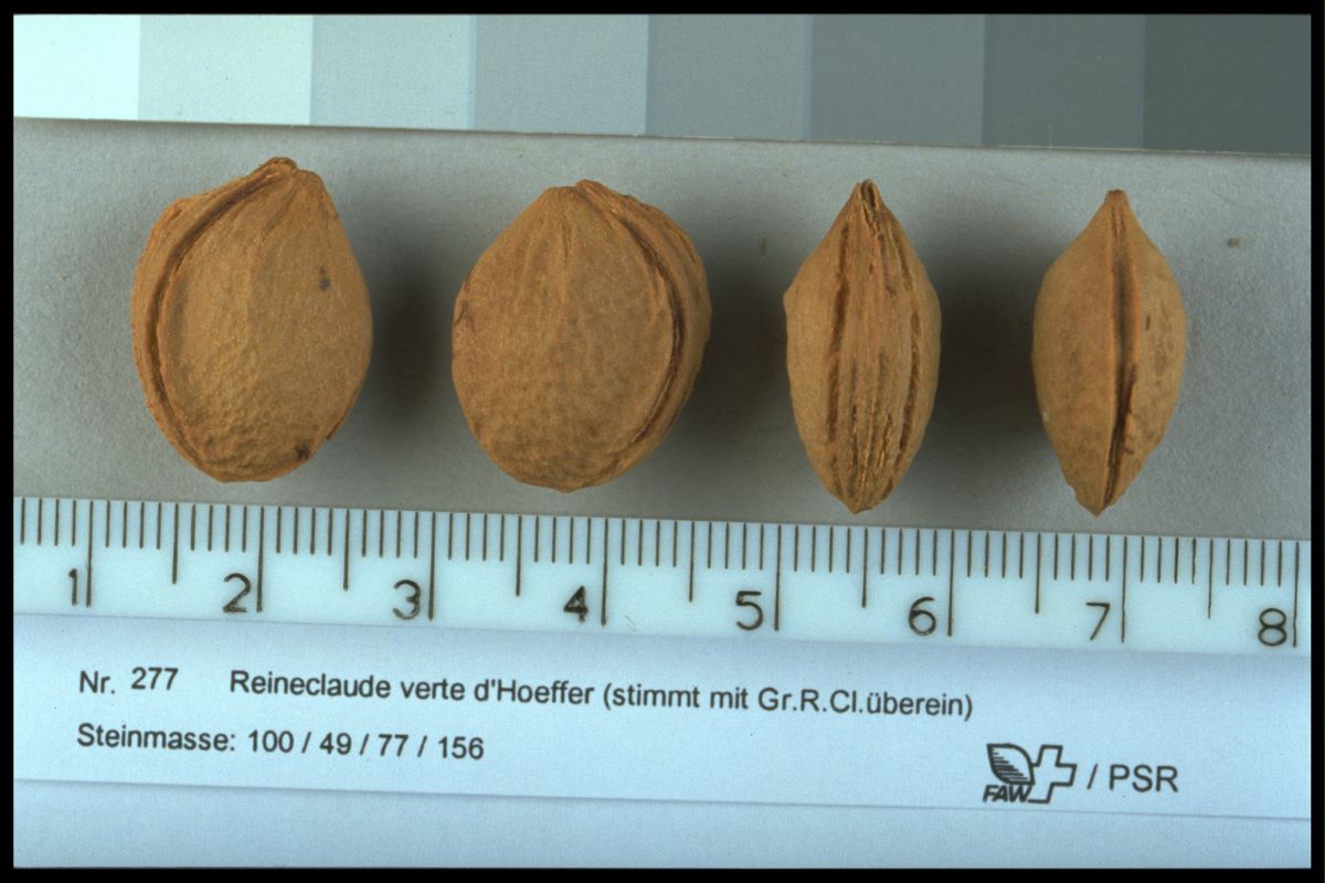 Regina Claudia Verde