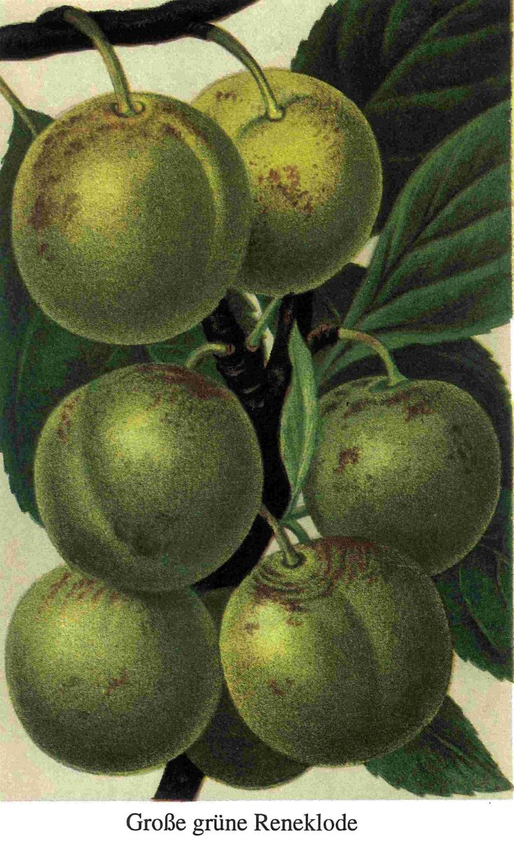 Regina Claudia Verde