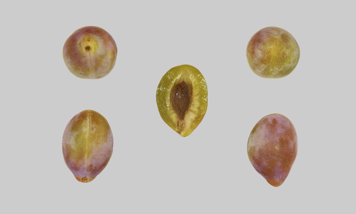 Grüne Zwetschge Zuzgen