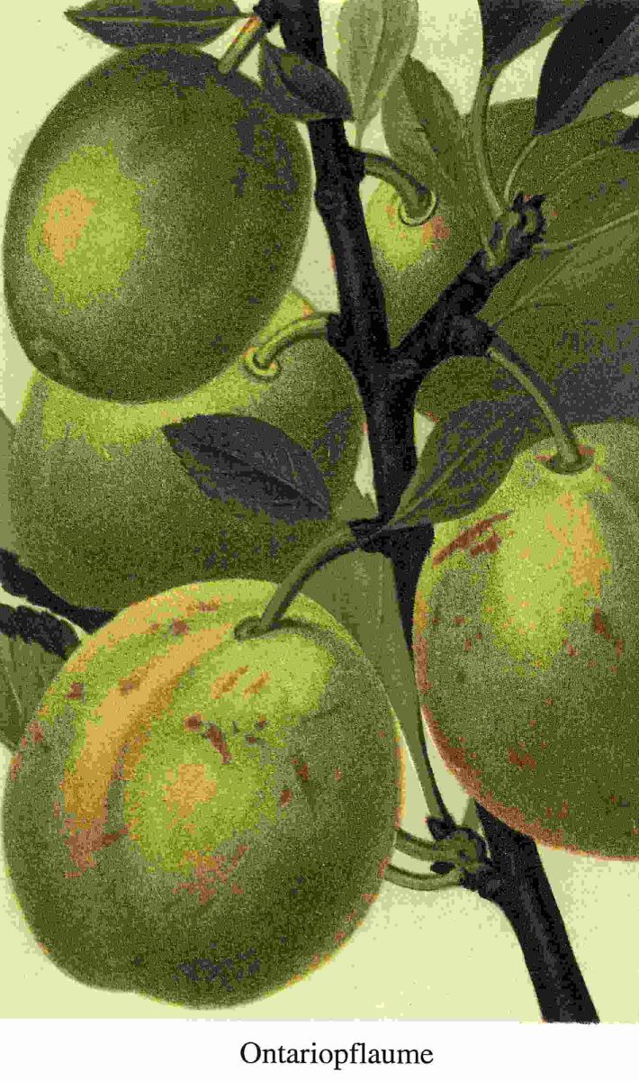 Ontariopflaume