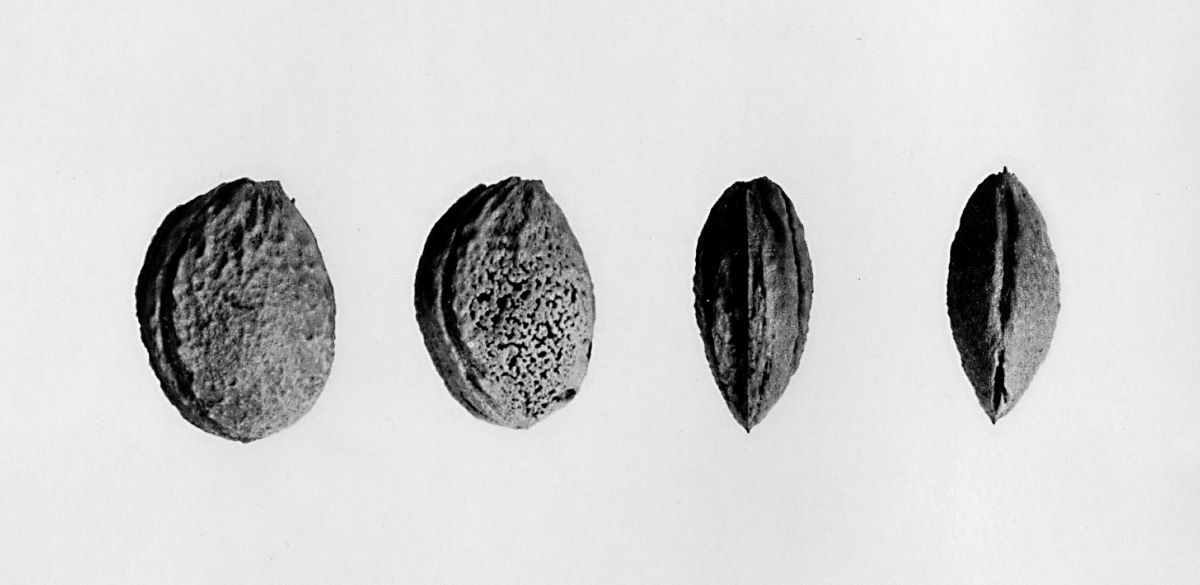 Prune de Monsieur