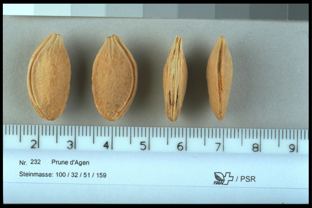 Prune d'Agen