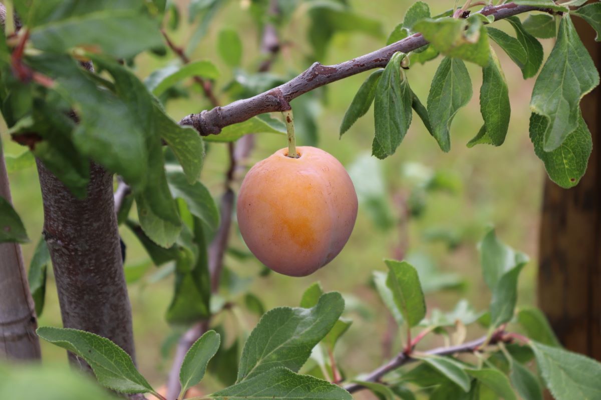 Prune Abricot de Tatroz