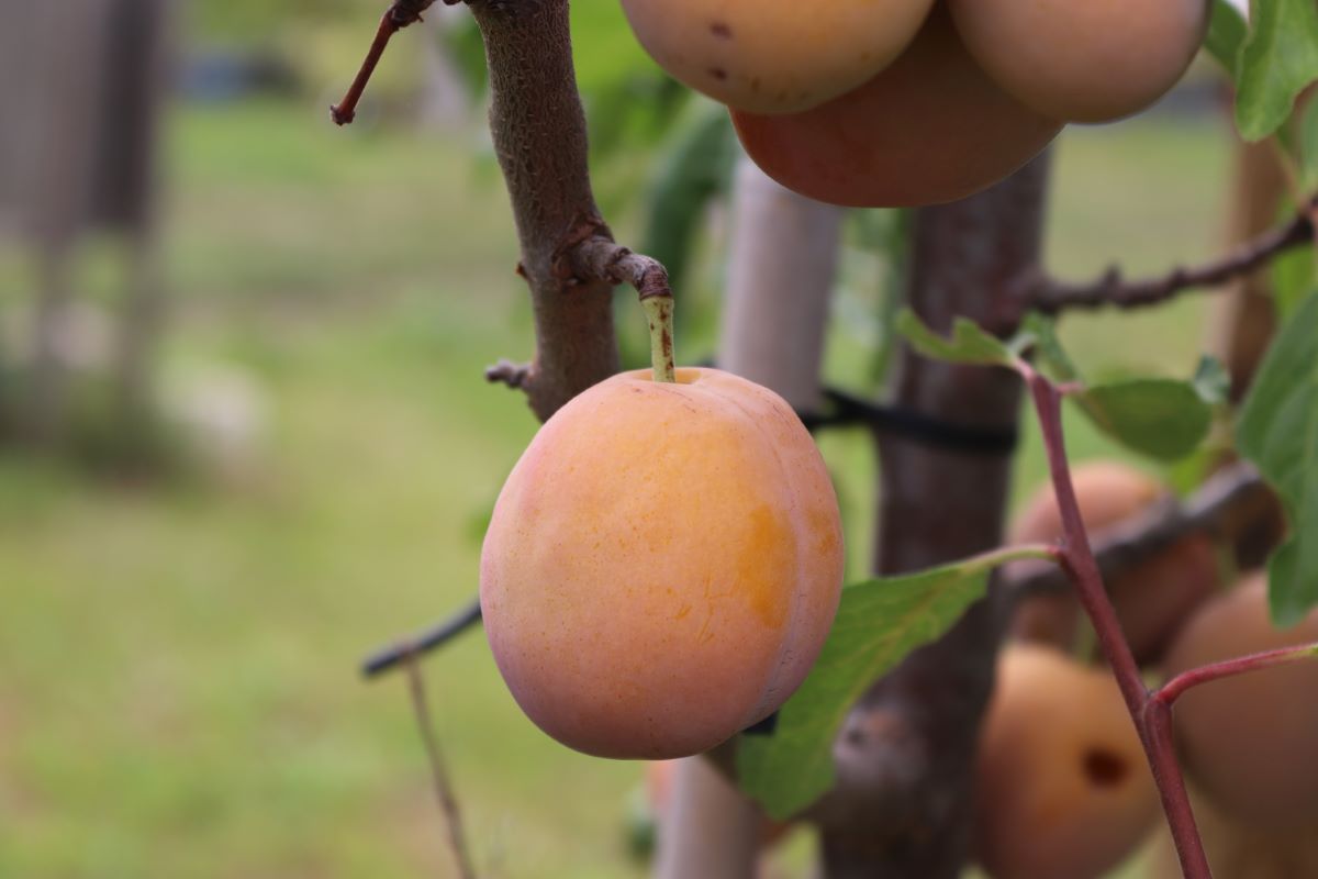 Prune Abricot de Tatroz