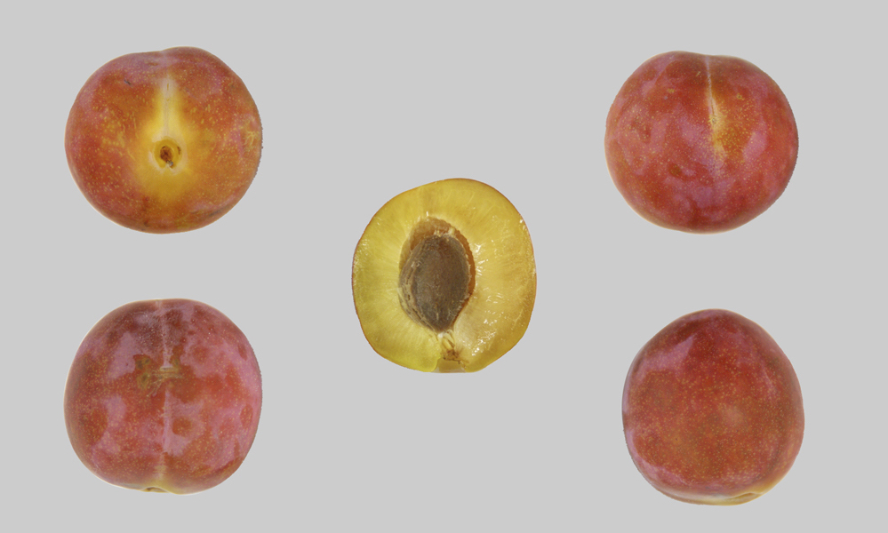 Prune Abricot de Tatroz