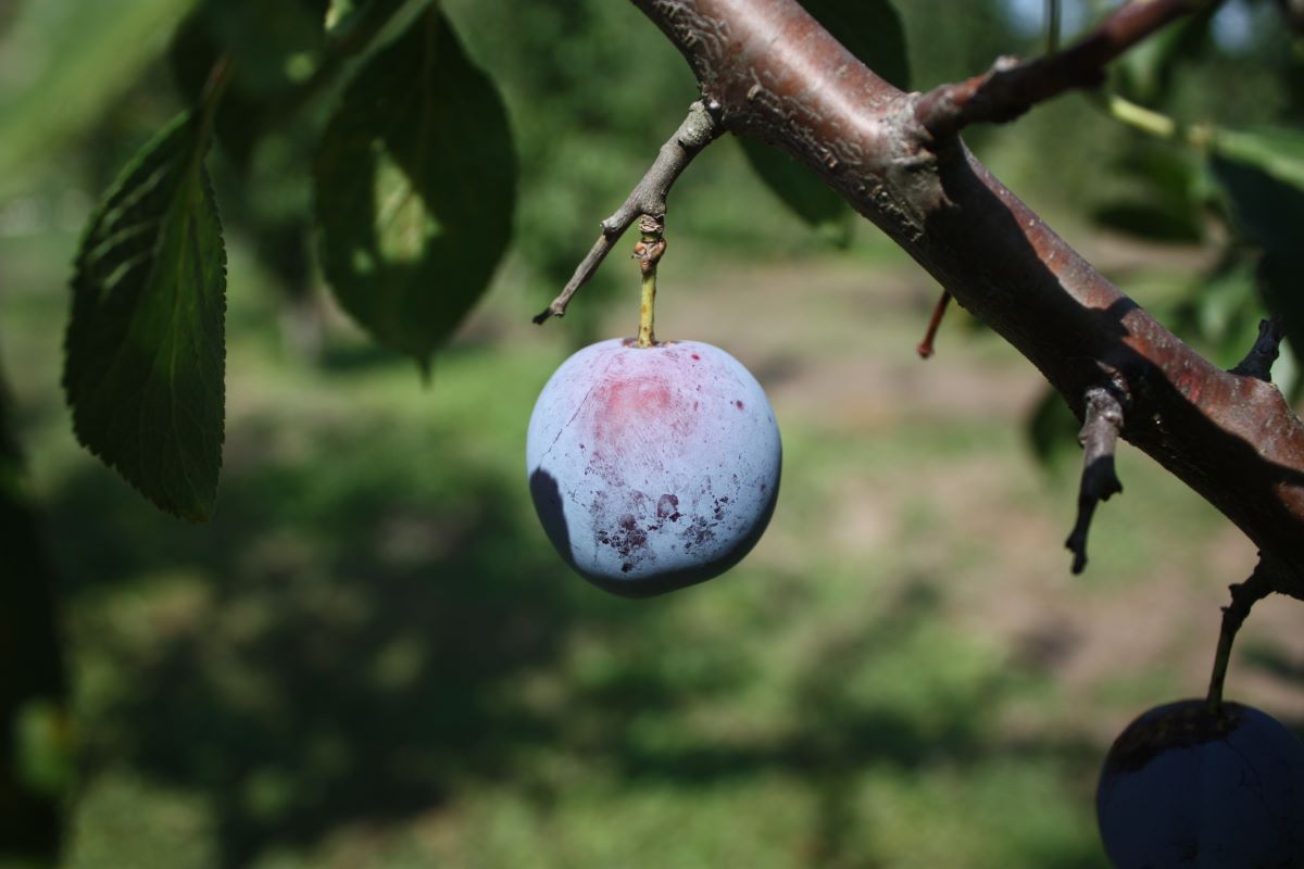 Prune de Chézard