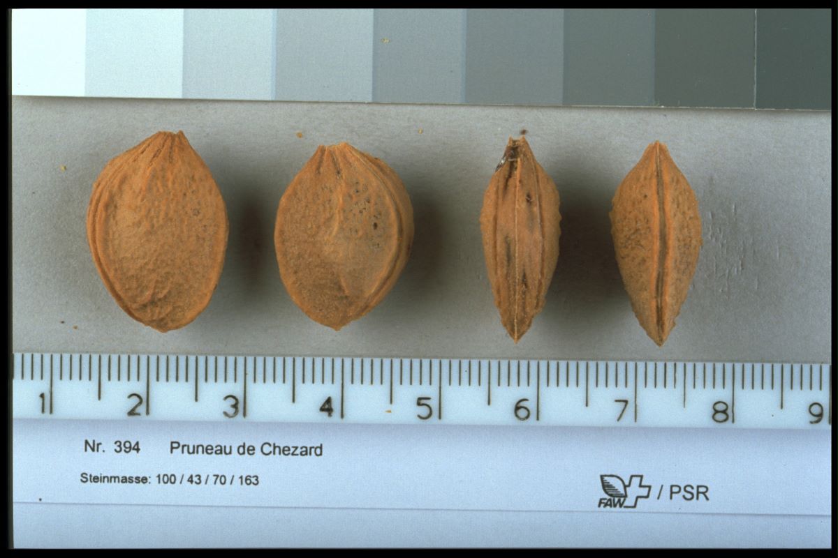 Prune de Chézard