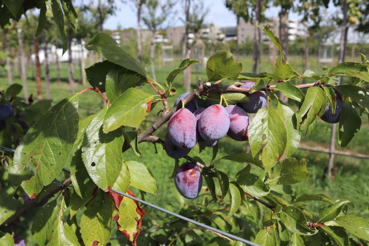 Pruneau de Jongny